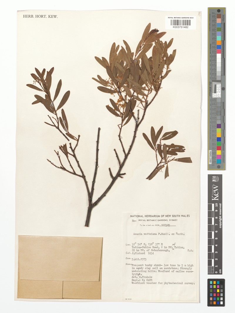 Acacia wattsiana photo 4