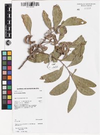 Acacia webbii