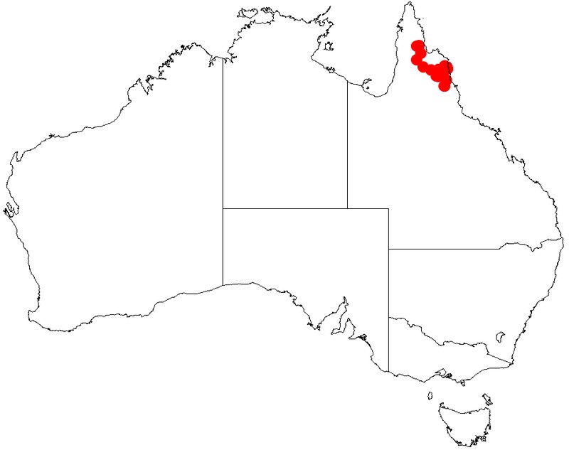 Acacia webbii