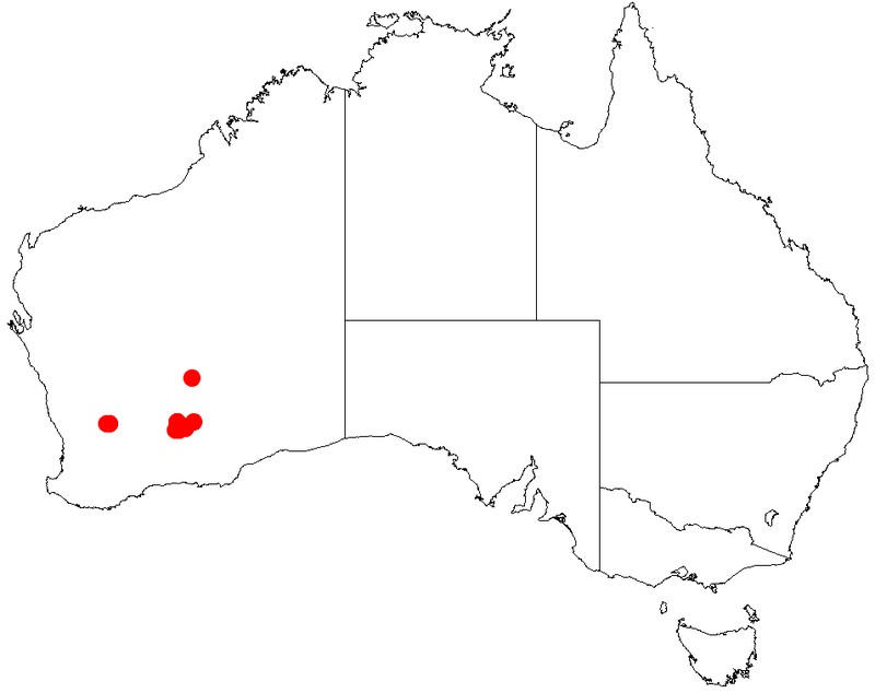 Acacia websteri