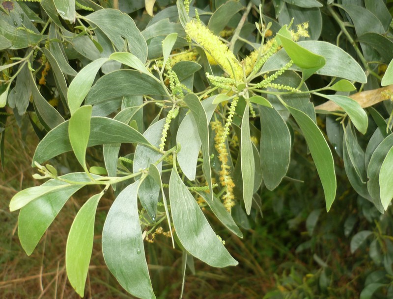Acacia wetarensis photo 2