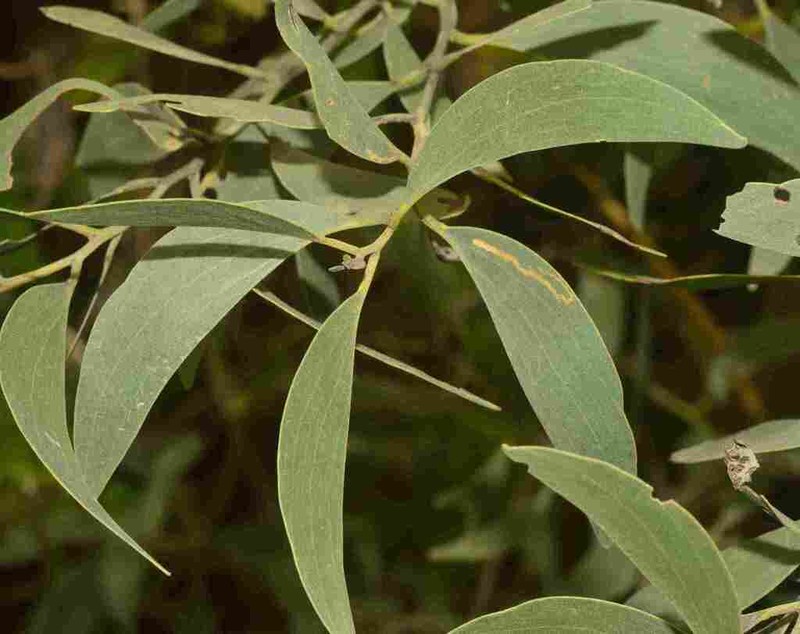 Acacia wetarensis photo 3