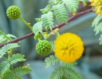 Acacia wetarensis