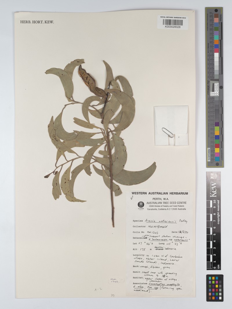 Acacia wetarensis photo 5