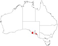 Acacia whibleyana