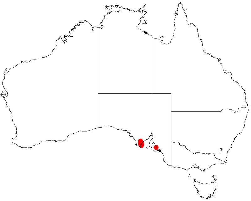 Acacia whibleyana