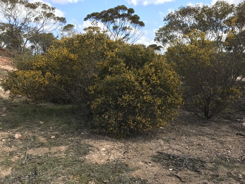 Acacia whibleyana photo 2