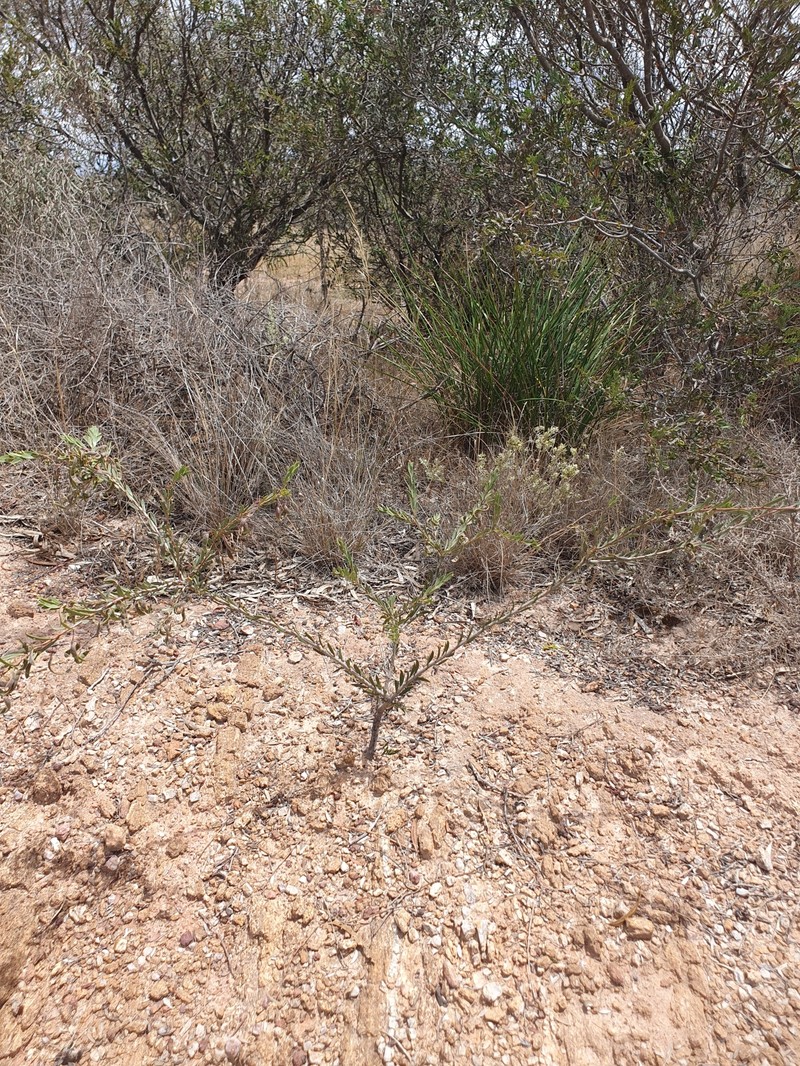 Acacia whibleyana photo 4