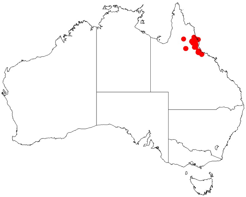 Acacia whitei