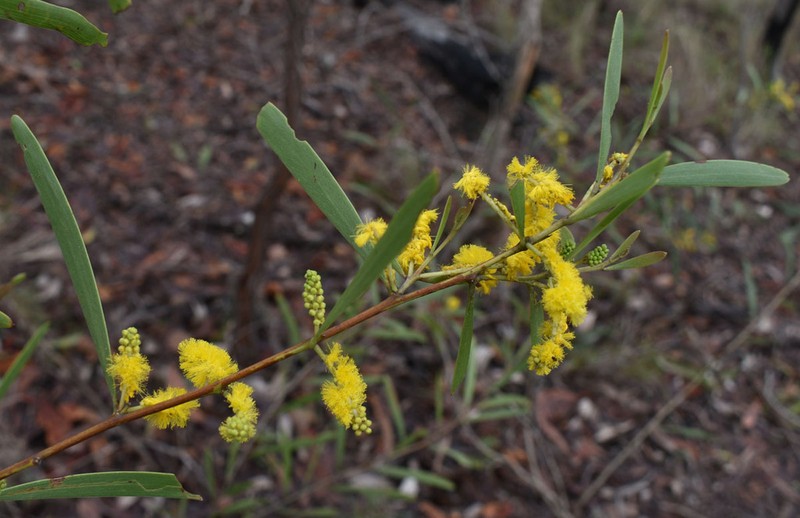Acacia whitei photo 2