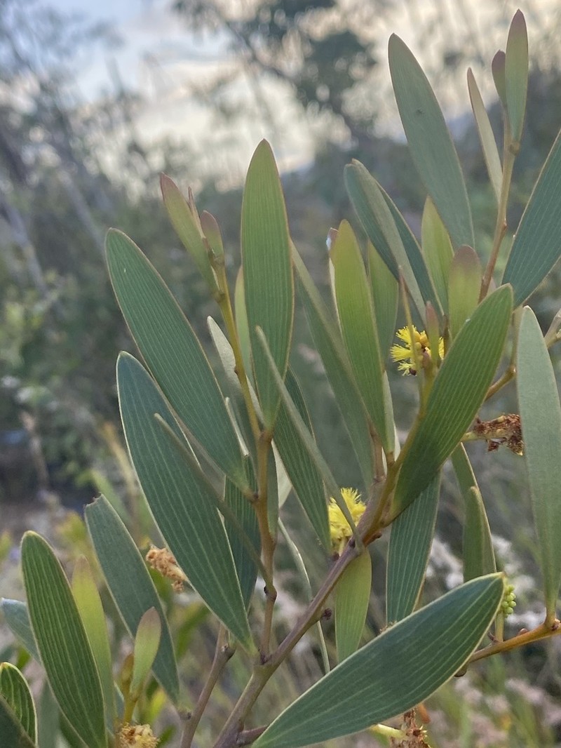 Acacia whitei photo 3