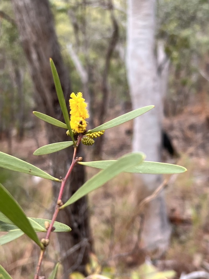 Acacia whitei photo 4