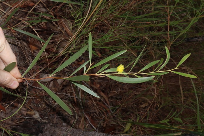 Acacia whitei photo 5