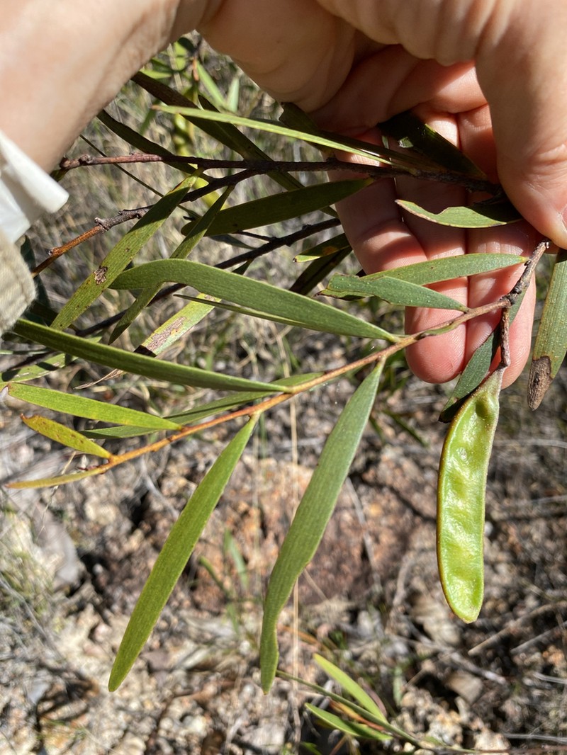 Acacia whitei photo 6