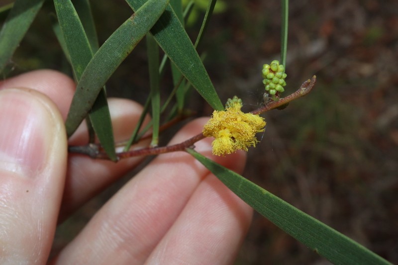 Acacia whitei photo 7