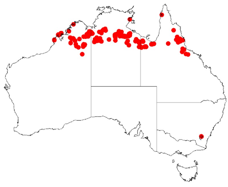 Acacia wickhamii