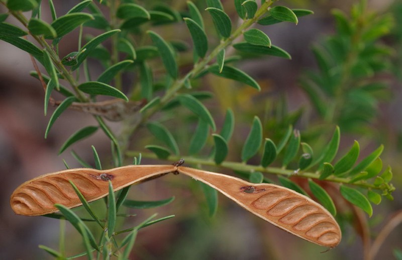 Acacia wickhamii photo 2