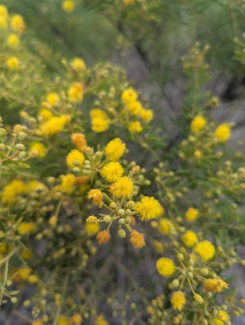 Acacia wickhamii photo 3