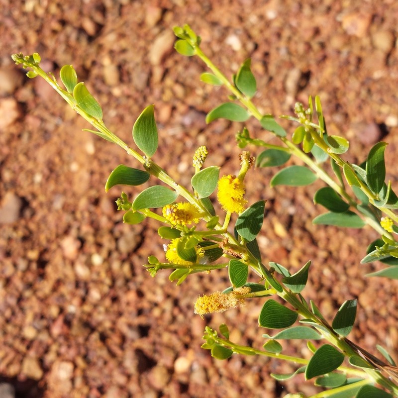 Acacia wickhamii photo 4
