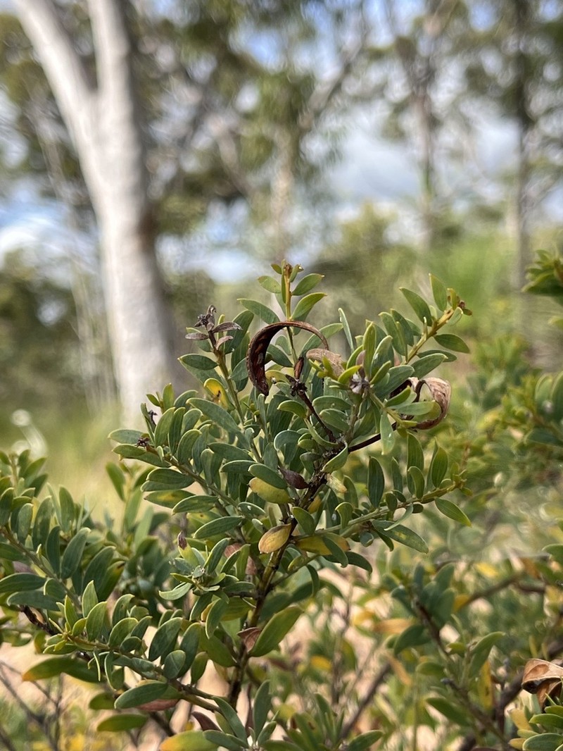 Acacia wickhamii photo 5
