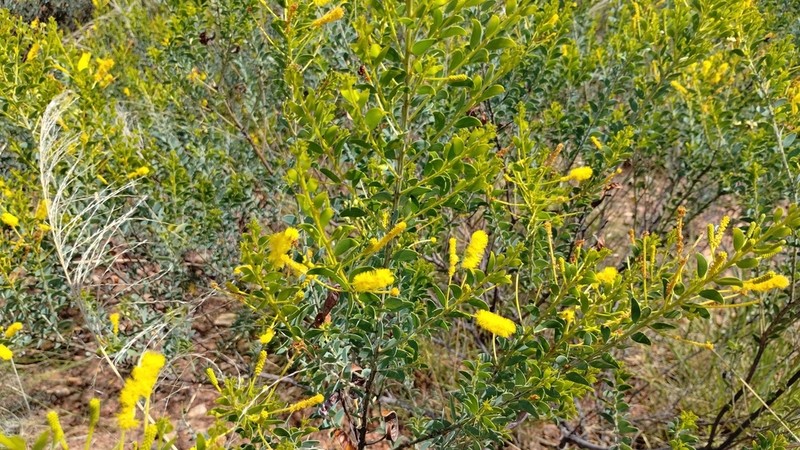 Acacia wickhamii photo 6