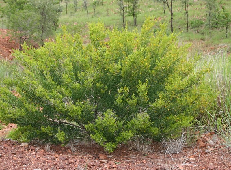 Acacia wickhamii photo 7
