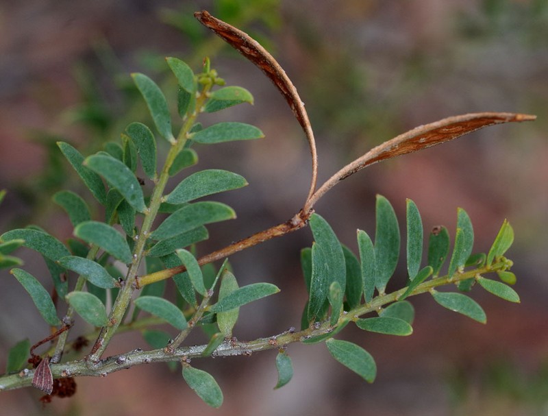 Acacia wickhamii photo 8