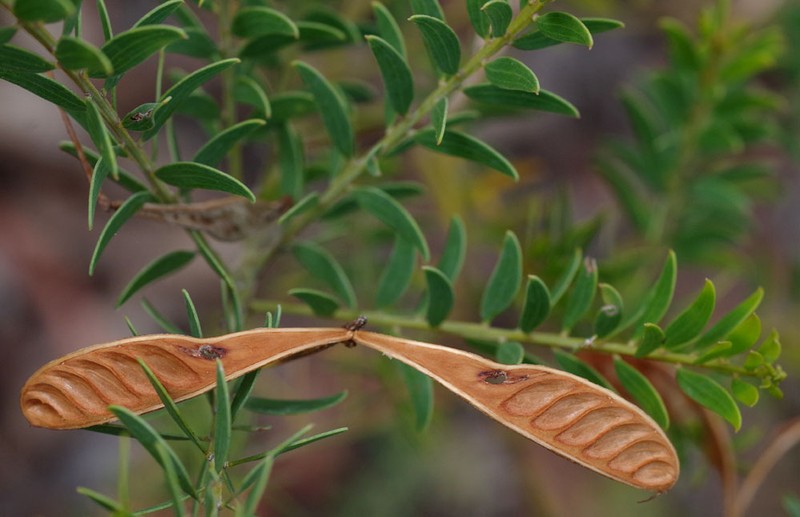 Acacia wickhamii subsp. cassitera
