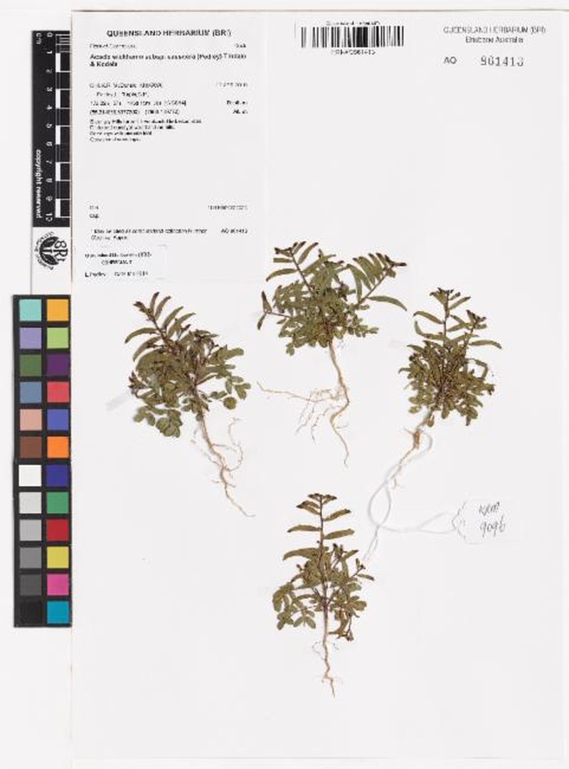 Acacia wickhamii subsp. cassitera photo 2