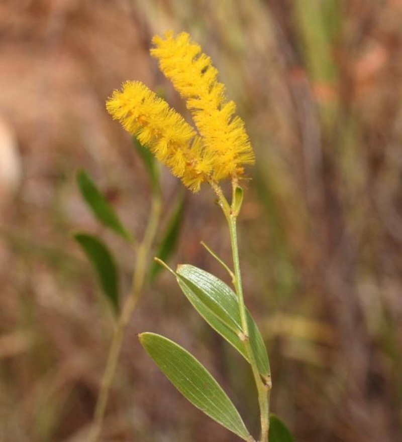 Acacia wickhamii subsp. wickhamii
