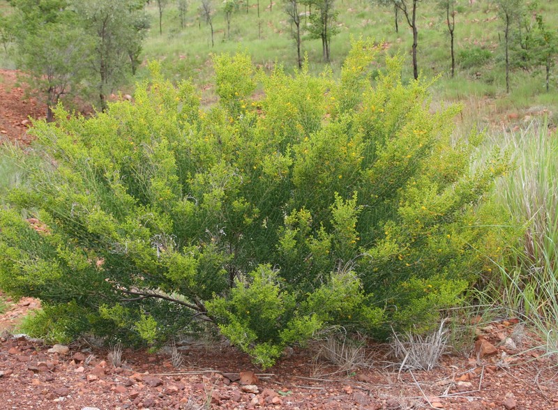 Acacia wickhamii subsp. wickhamii photo 2