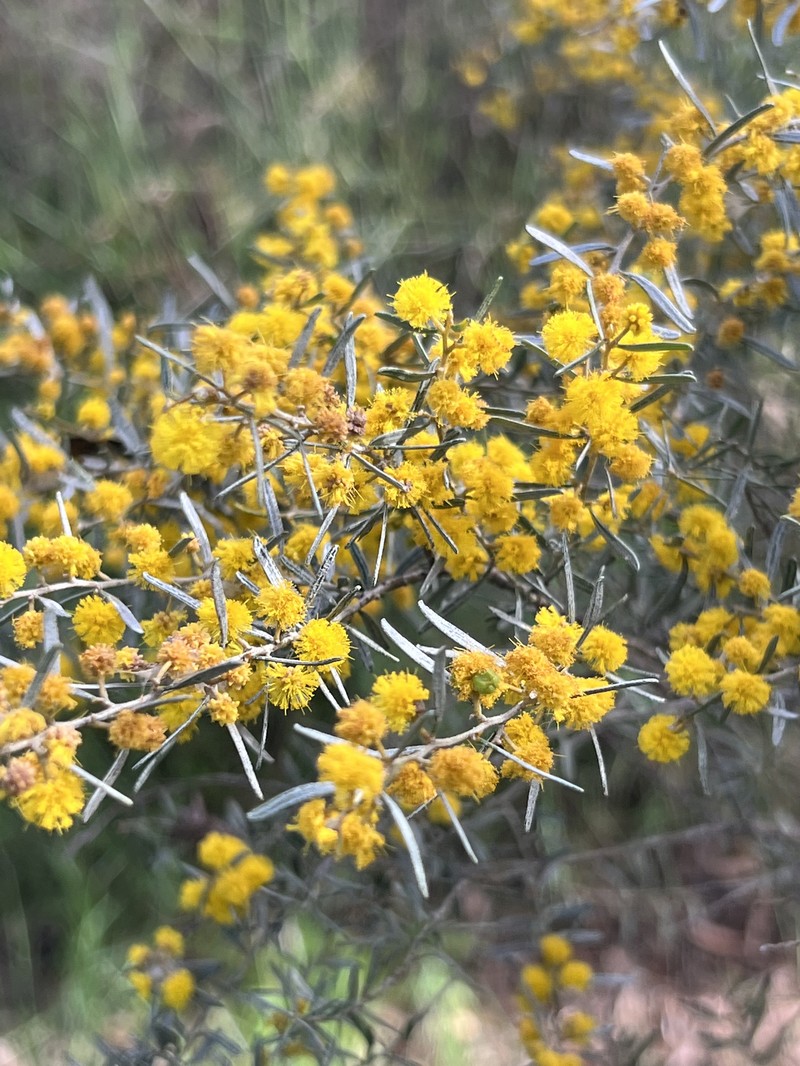 Acacia wilhelmiana