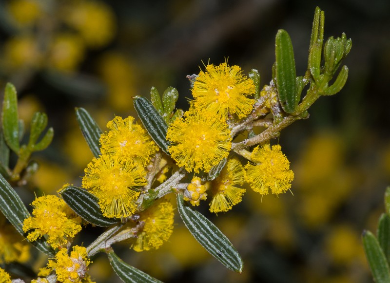 Acacia wilhelmiana photo 2