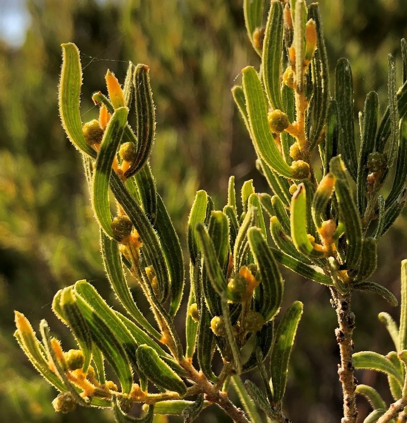 Acacia wilhelmiana photo 3