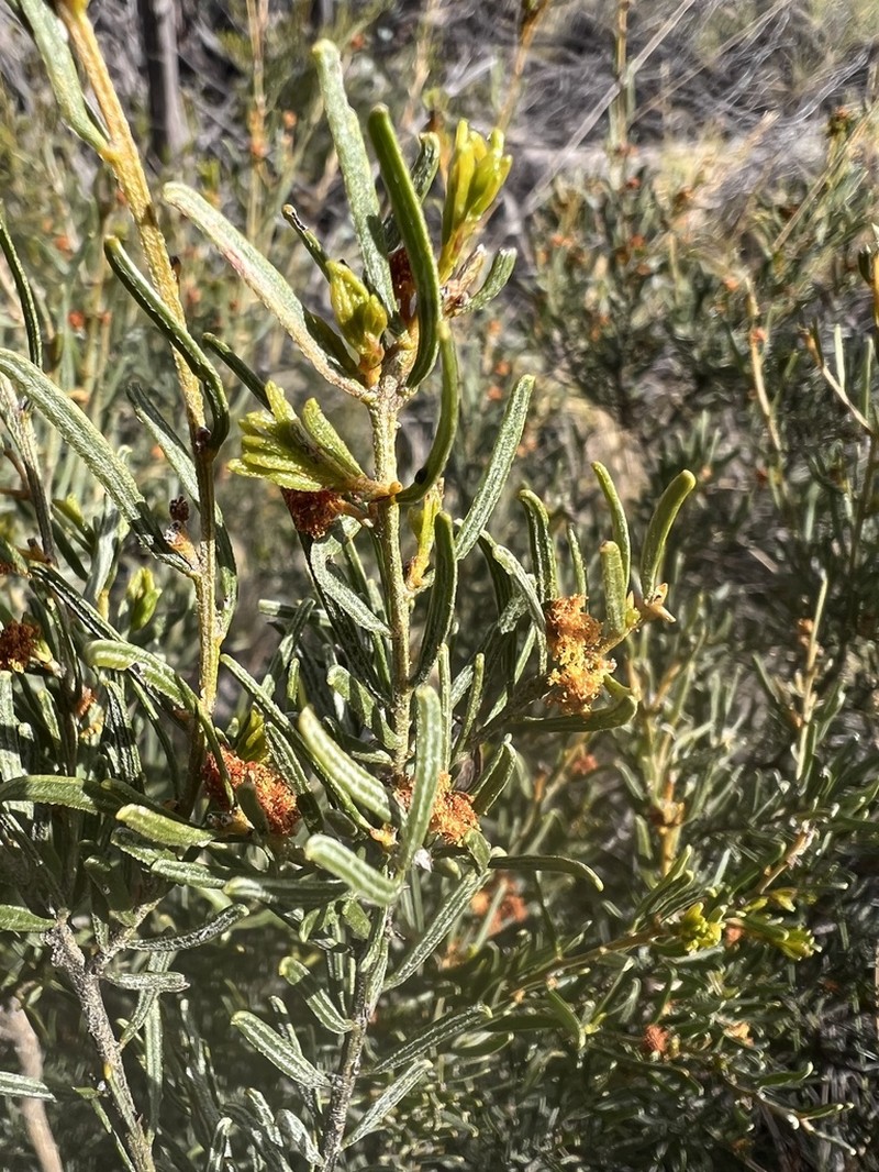 Acacia wilhelmiana photo 4