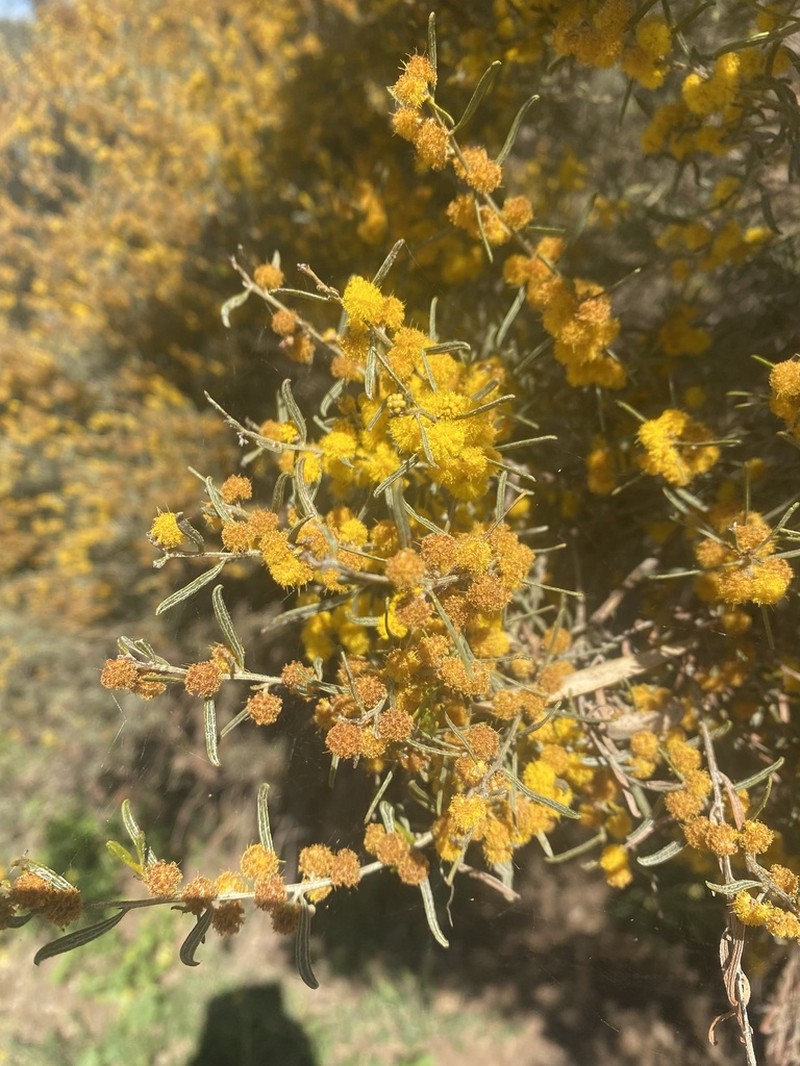 Acacia wilhelmiana photo 5