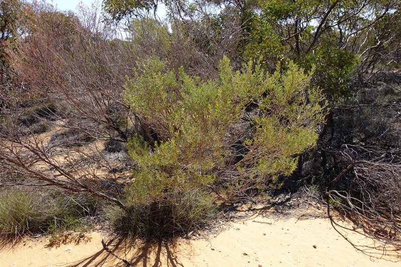Acacia wilhelmiana photo 6