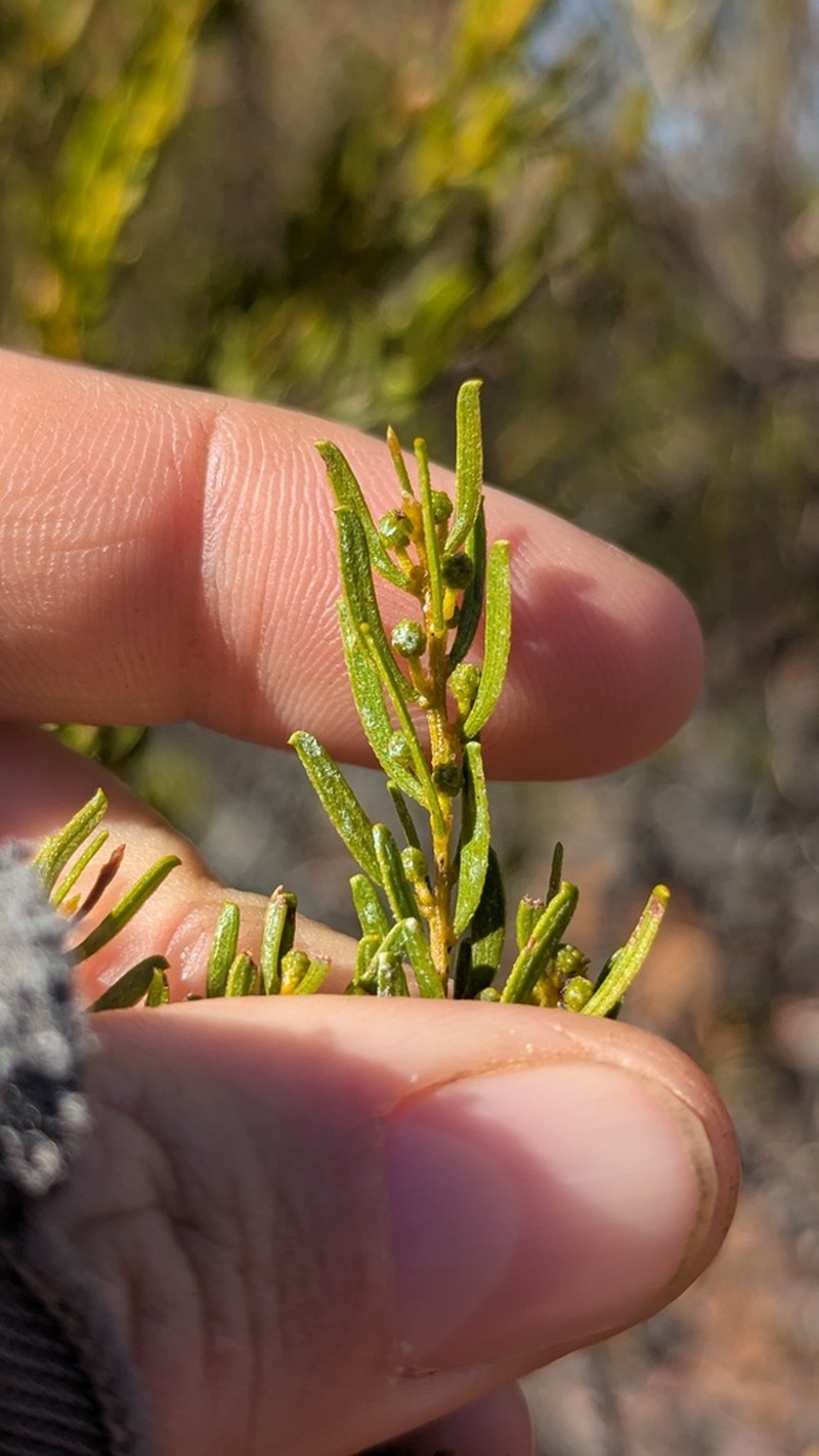 Acacia wilhelmiana photo 7