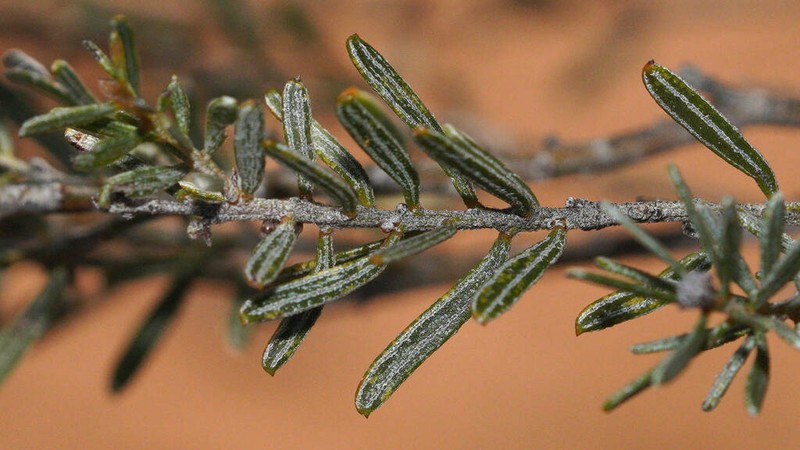 Acacia wilhelmiana photo 8