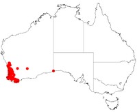 Acacia willdenowiana
