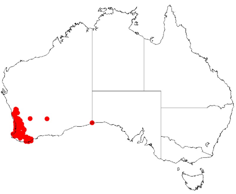 Acacia willdenowiana