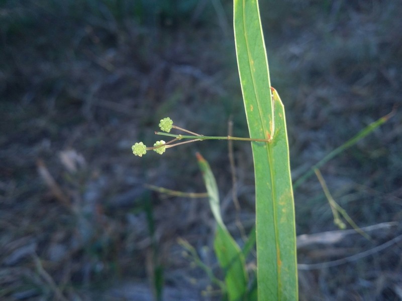 Acacia willdenowiana photo 2