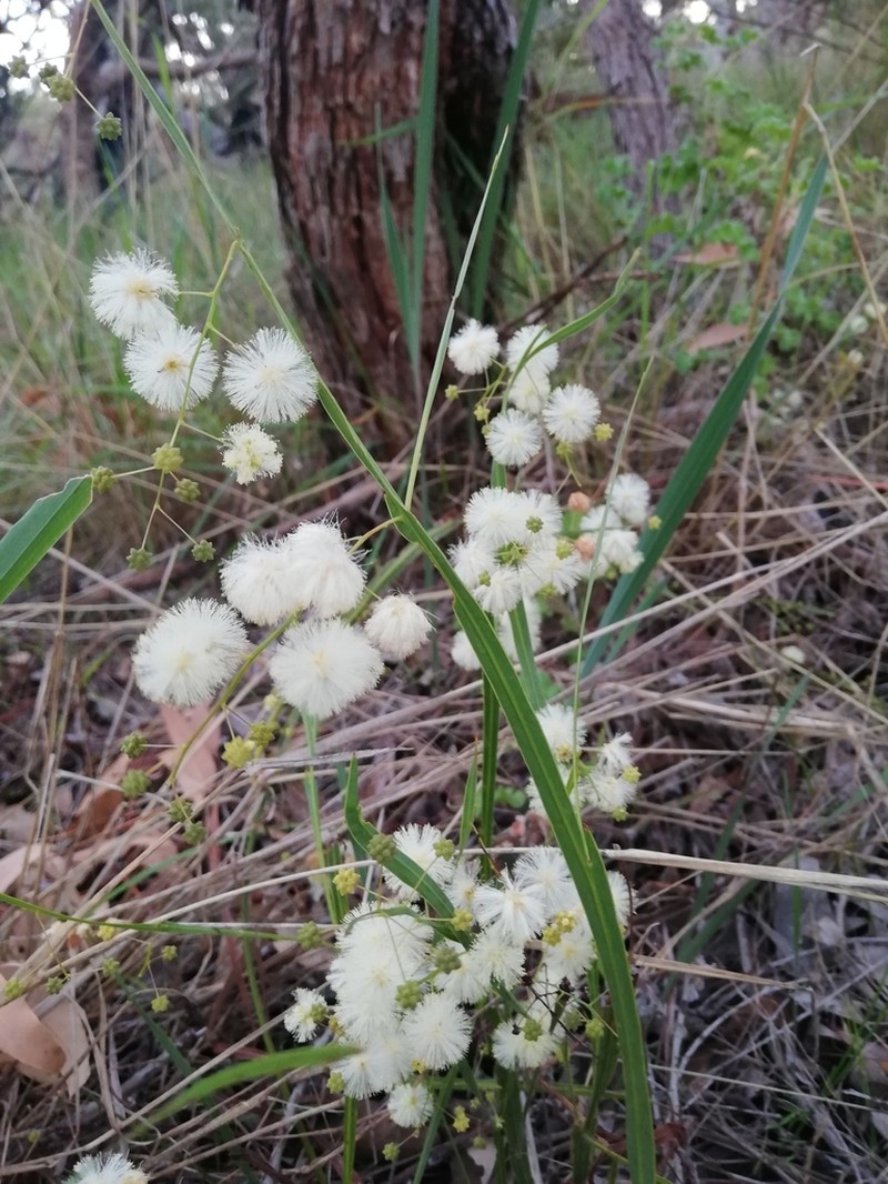 Acacia willdenowiana photo 3