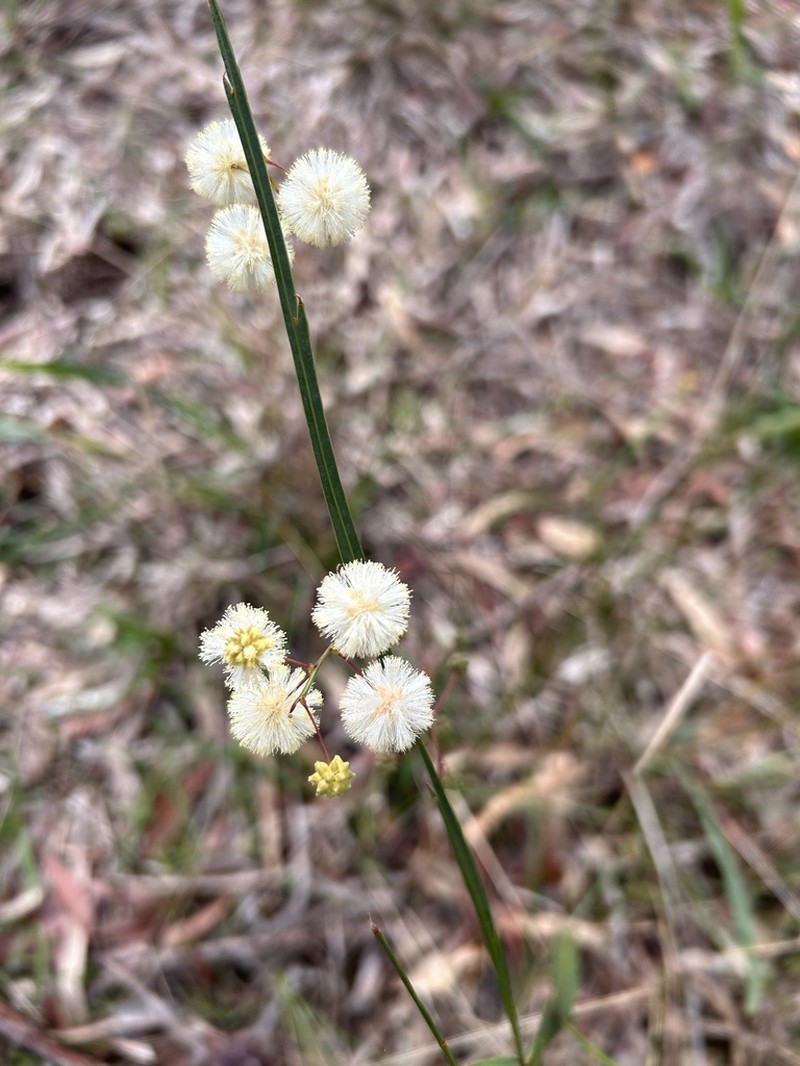 Acacia willdenowiana photo 4