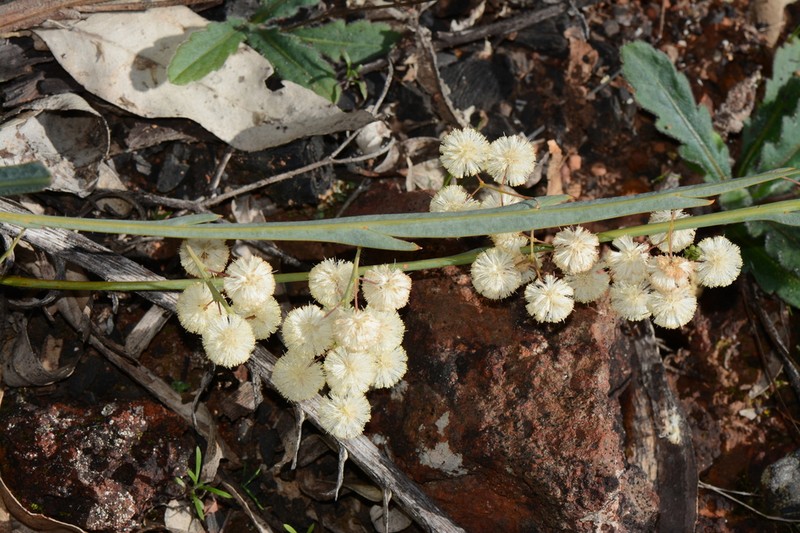Acacia willdenowiana photo 7