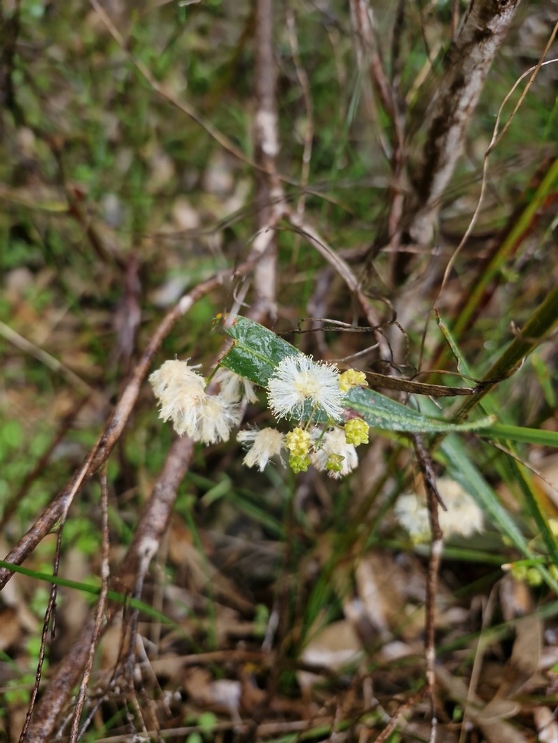 Acacia willdenowiana photo 8