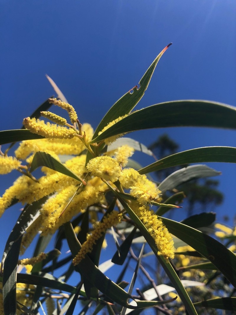 Acacia williamsiana photo 2