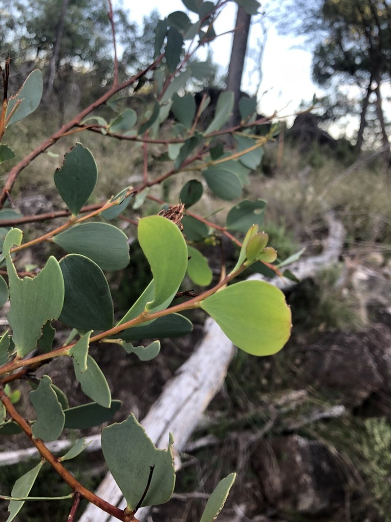 Acacia williamsiana photo 3