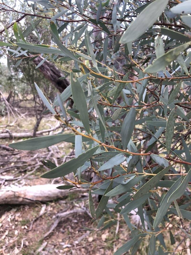 Acacia williamsiana photo 4