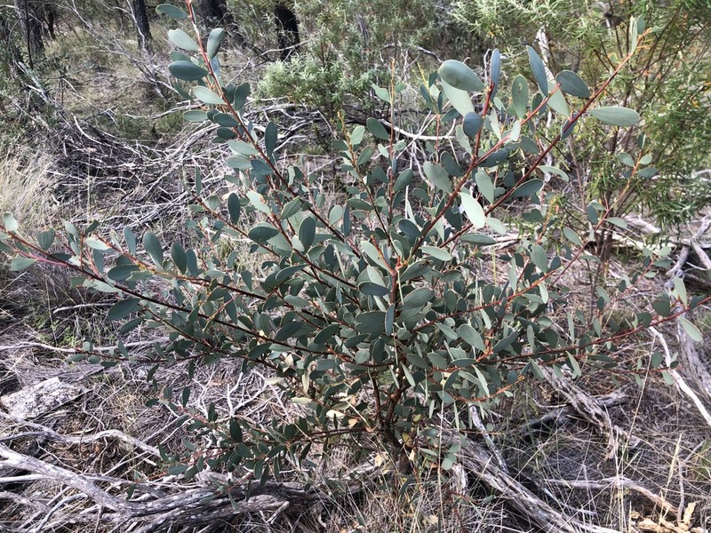 Acacia williamsiana photo 5